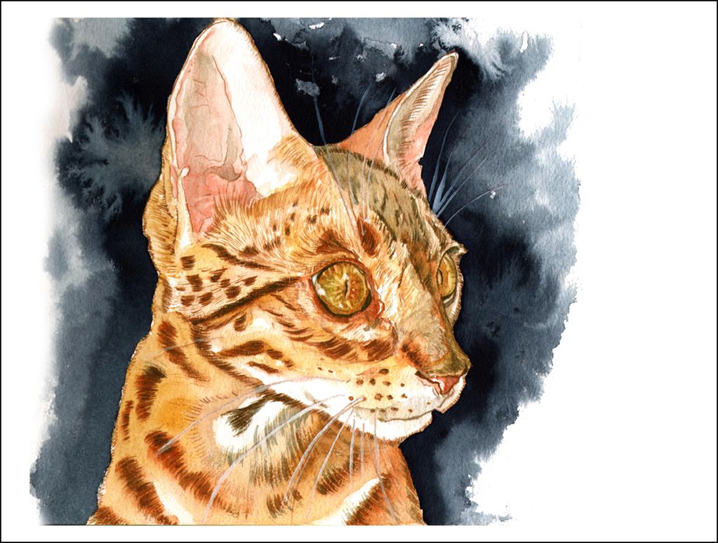 Bengal Kitten - Watercolour on Arches paper -  12' X 16' (31 cmX 41 cm)