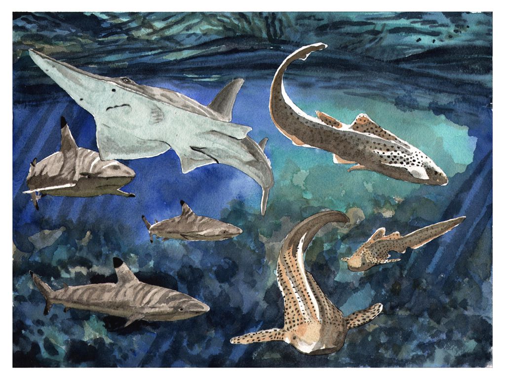 Oceanographic Museum - The Sharks Lagoon - Watercolour on Arches paper -  12' X 16' (31 cmX 41 cm)
