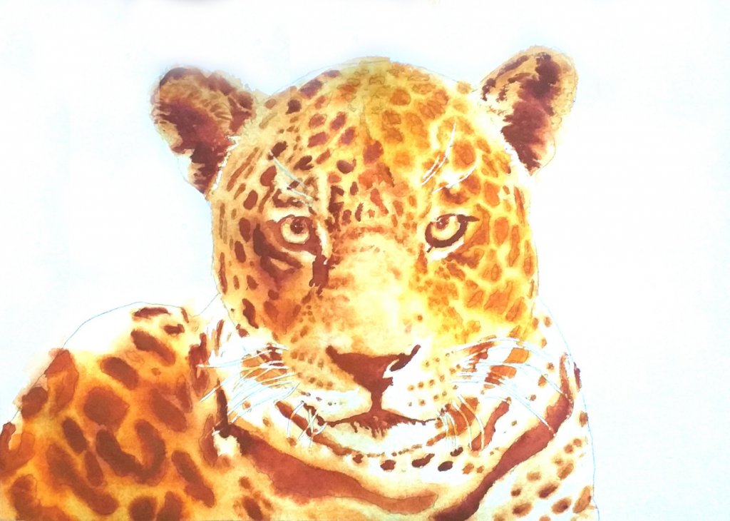 Jaguar - Watercolour on Arches paper -  12' X 16' (31 cmX 41 cm)