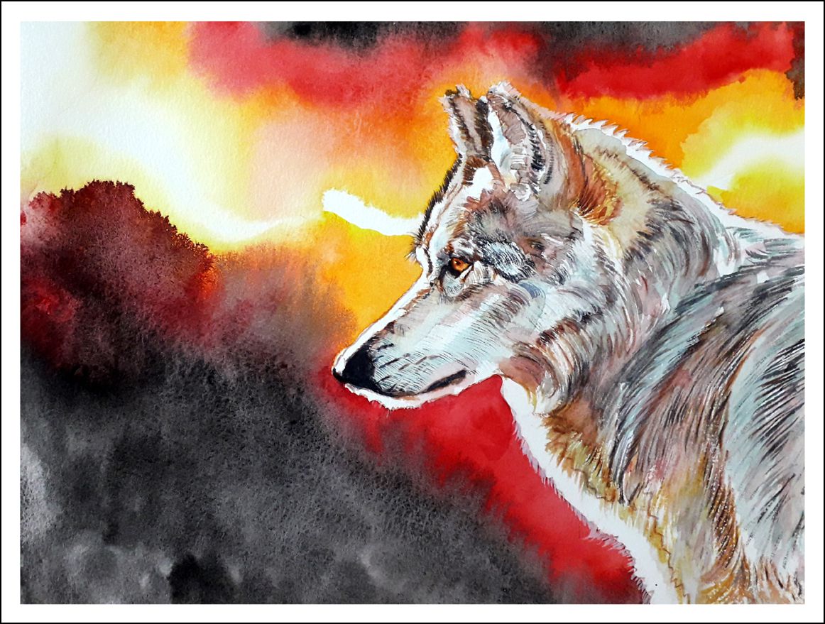 Loup gris 